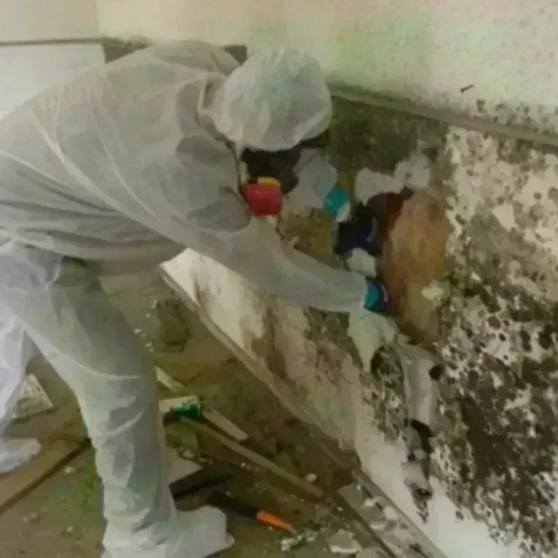 Mold Remediation and Removal in Todd County, SD